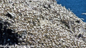 A zoomed in photo to depict just how cramped living conditions are on Bird Rock.  