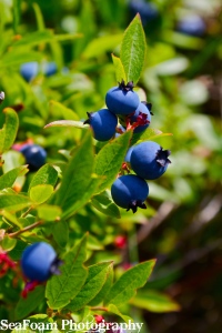 Yummy blueberries. 